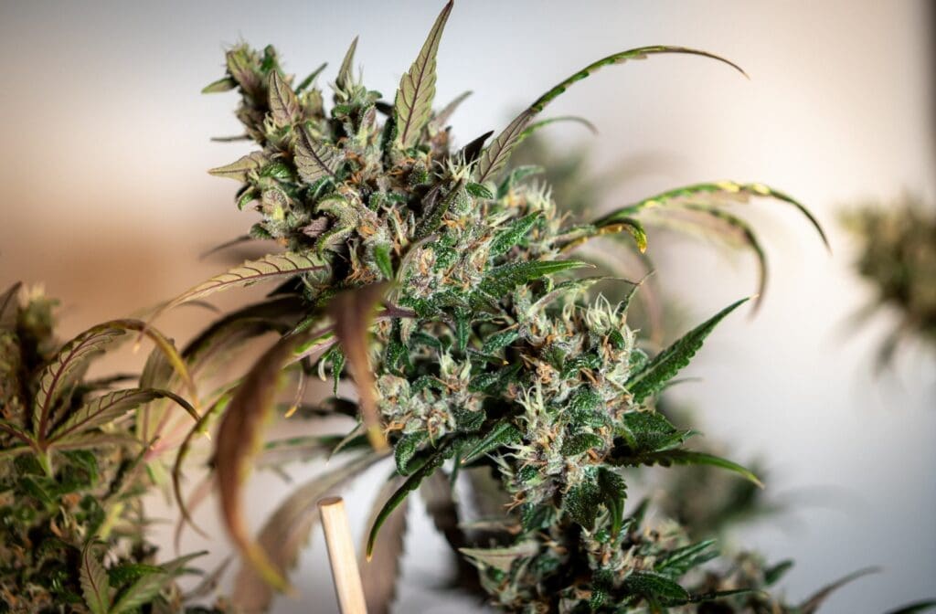 Retro cannabis HR blog cover image from The Dealer’s Diary by Zen Den with the headline “The HR Mistakes Dispensaries Get Sued For,” focused on cannabis compliance, employment law risks, workplace policies, and dispensary HR liability.