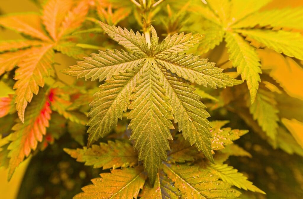 Life After Schedule III cannabis reclassification — Zen Den Dealer's Diary blog card on payroll, HR, and 280E impact
