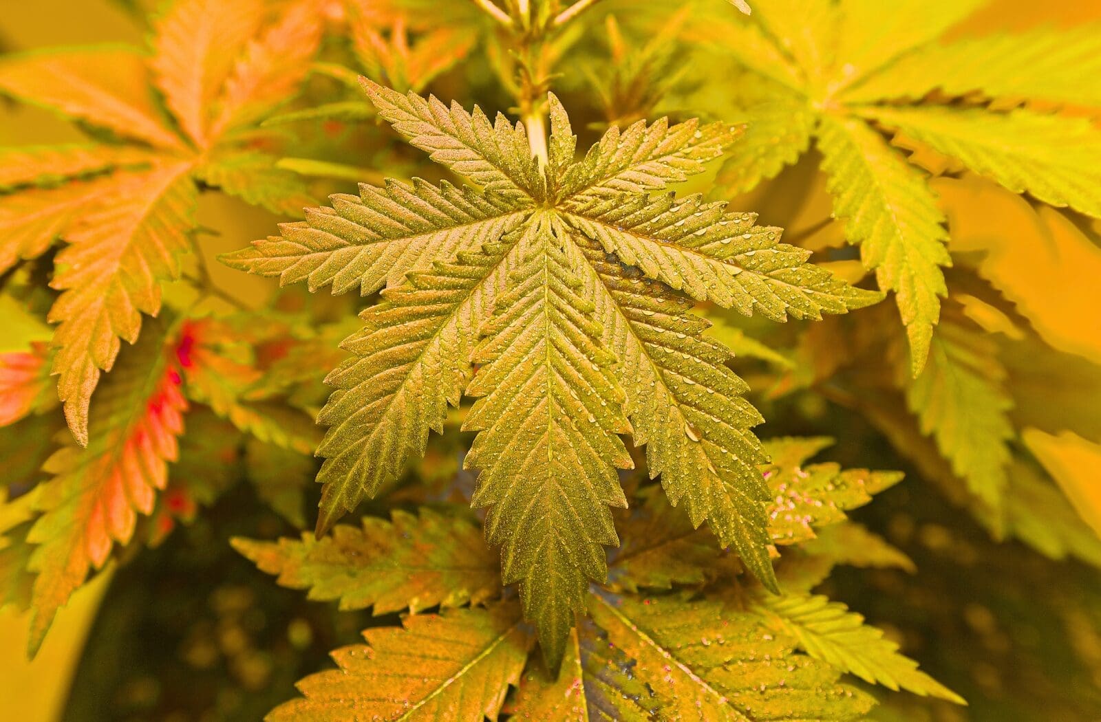 Life After Schedule III cannabis reclassification — Zen Den Dealer's Diary blog card on payroll, HR, and 280E impact