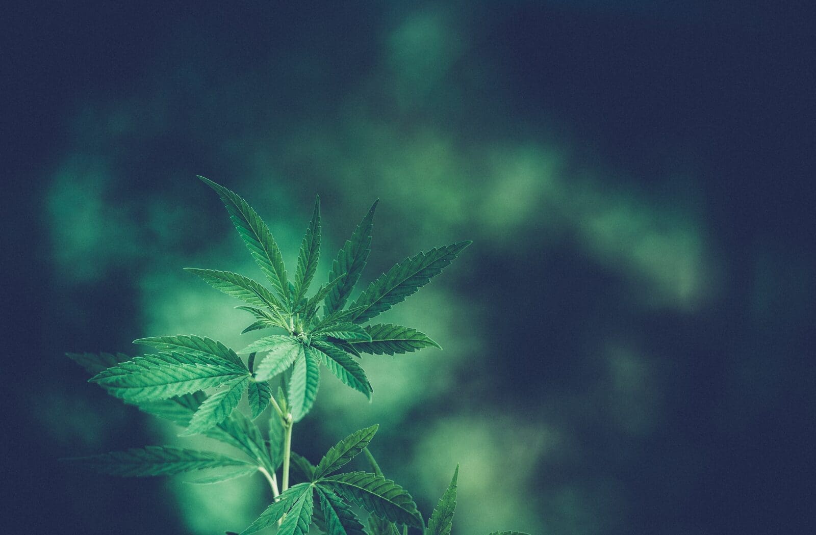 Cannabis hiring guide for dispensary and cultivation operators — Zen Den Dealer's Diary blog card