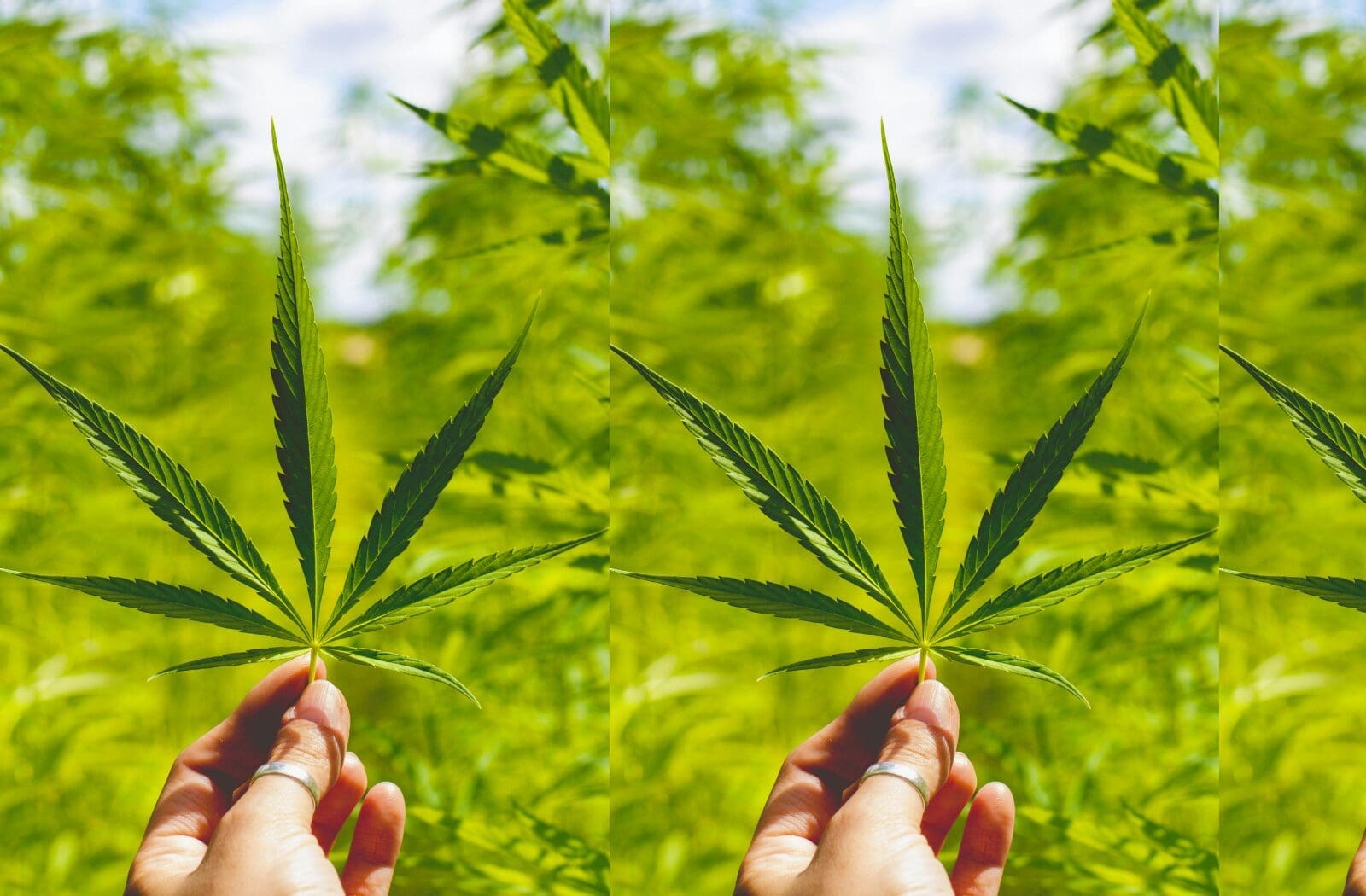 Zen Den cannabis industry blog cover for a May 2026 cannabis market update featuring retro typography and vintage-inspired branding.