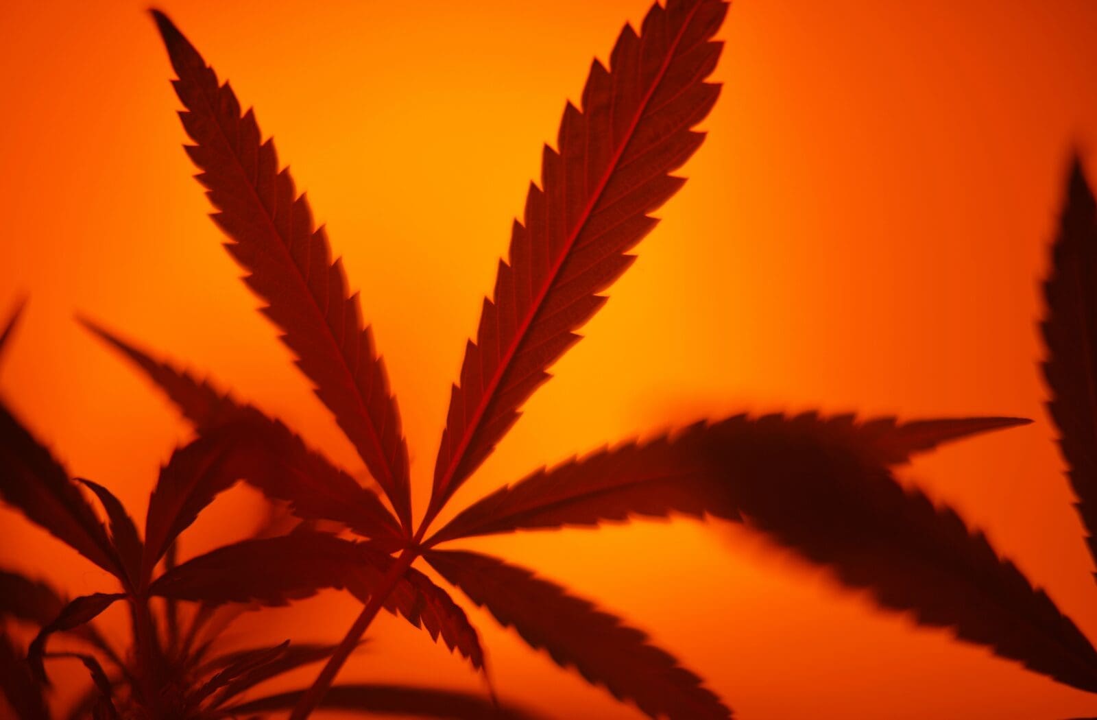 Cannabis leaf silhouette in warm orange light for a Zen Den HR blog on cannabis procurement, compliance, and operational workforce planning.