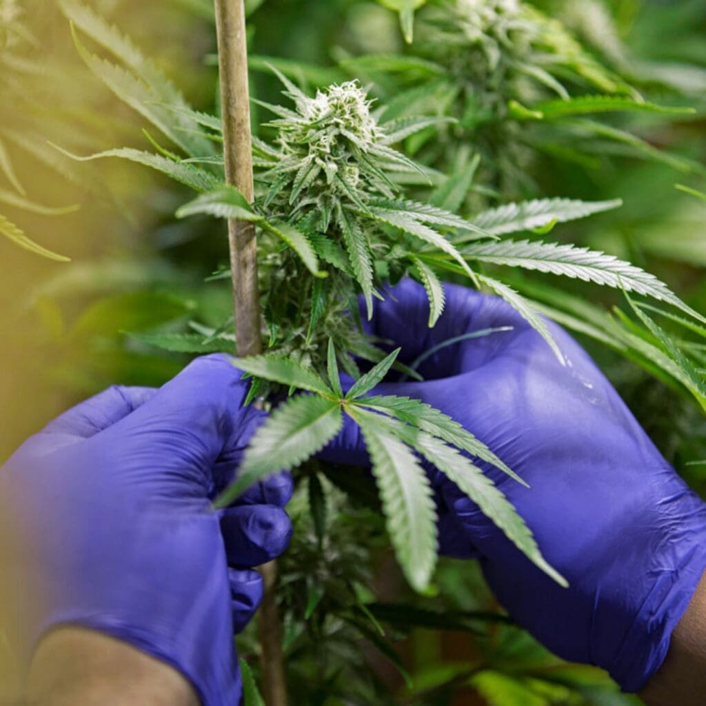Close-up of a cannabis cultivation worker wearing purple gloves while inspecting mature cannabis plants in a grow facility, featured in a Zen Den blog about upcoming DEA cannabis registration deadlines and compliance requirements