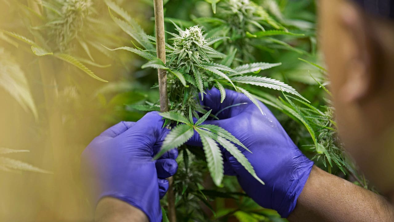 Indoor cannabis cultivation employee wearing purple gloves while inspecting flowering marijuana plants in a licensed medical cannabis grow facility, representing cannabis Schedule III compliance, DEA registration requirements, cannabis SOPs, employee recordkeeping, and operational readiness ahead of the DEA registration deadline.