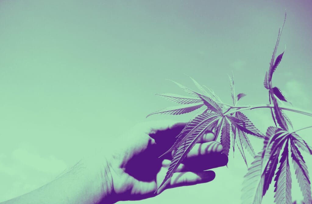 Cannabis plant leaves in hand for June 2026 cannabis events and industry update from Zen Den HR.