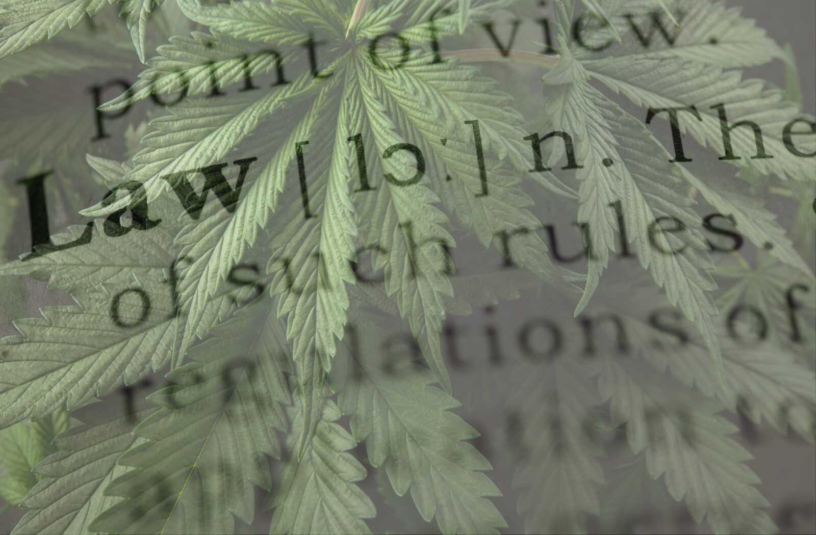 Schedule III cannabis employees: dispensary operator reviewing candidate intake forms for federal contractor and CDL constraints, 2026