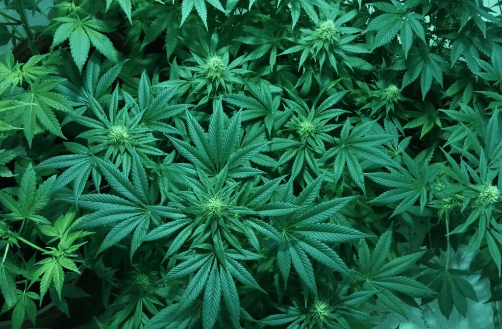 Cannabis MSO Q2 2026 earnings press releases side-by-side with SG&A workforce language highlighted, HR analyst decode framework, August 2026